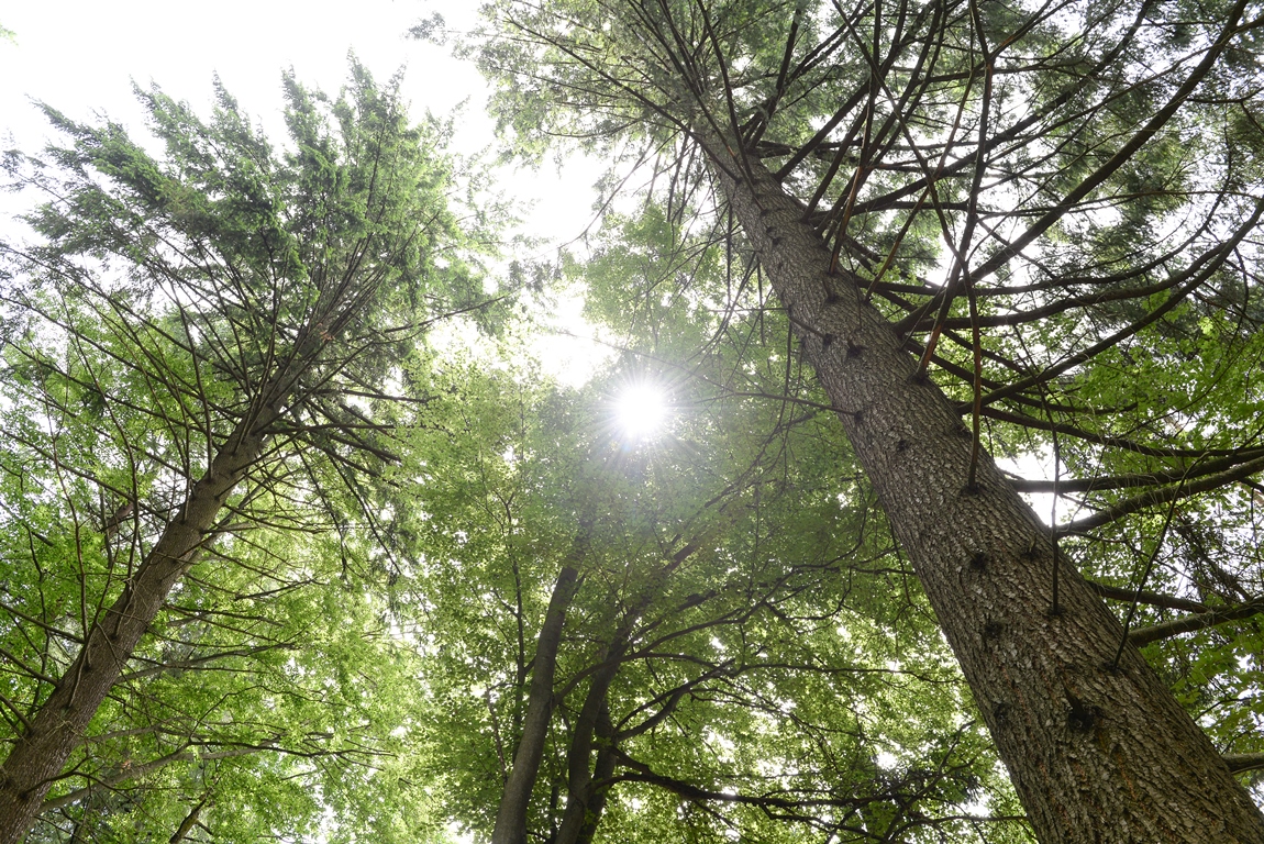 Klimaschutz wächst nach: Holznutzung als unterschätzer Faktor für das Weltklima