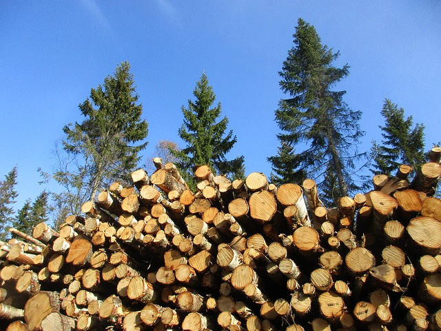 Groe Koalition strkt Potenziale von Holz fr Wohnraum, Klimaschutz und lndliche Regionen