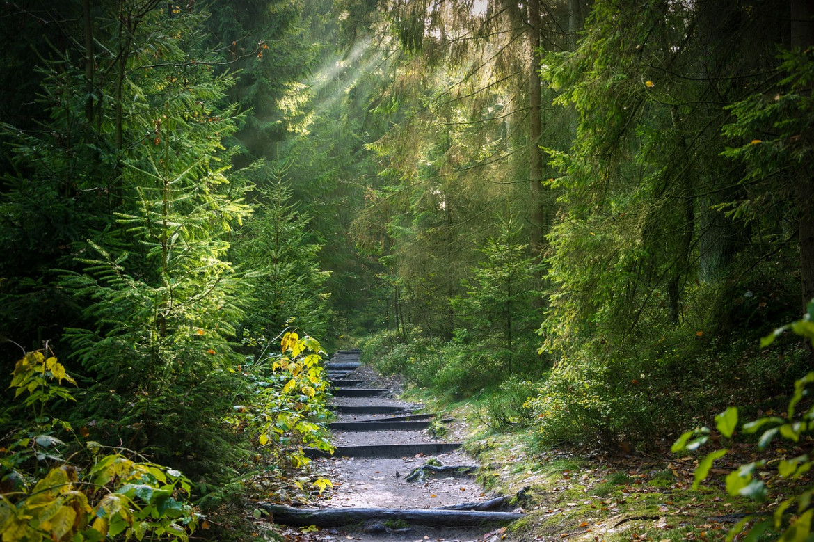 Wald und Holz zentrale Instrumente zum Schutz des Klimas weltweit