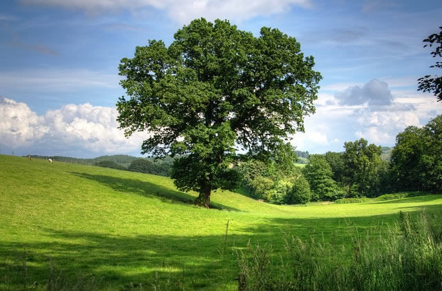 Wald und Holz vor groen Herausforderungen