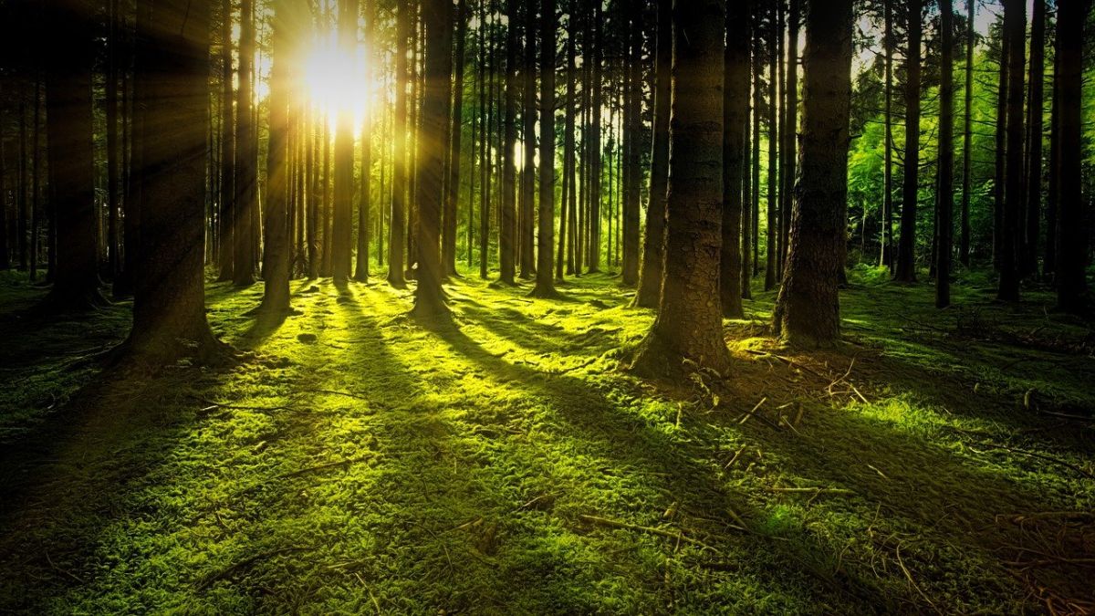 Özdemir: Wälder sind unsere natürliche Klimaanlage