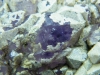 Amethyst Stufe mit Chloritüberzug aus Brasilien