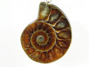 Ammoniten Anhänger in versilberter Fassung
