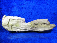 Versteinertes Holz XL-Stück