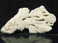Koralle 15cm