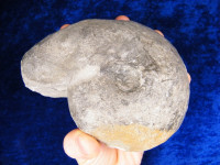 Ammonit XL