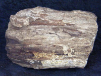 Versteinertes Holz 1,8kg
