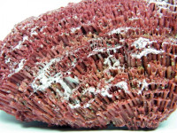 Rote Koralle