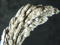 Magnesium-Erz