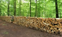 Holz